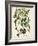 Antique Greenery V-Unknown-Framed Art Print