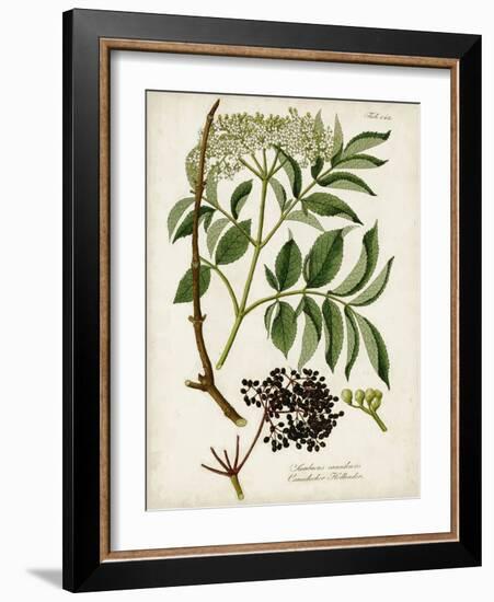 Antique Greenery V-Unknown-Framed Art Print