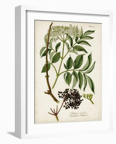 Antique Greenery V-Unknown-Framed Art Print