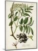 Antique Greenery V-Unknown-Mounted Art Print