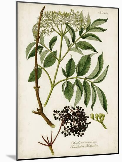 Antique Greenery V-Unknown-Mounted Art Print
