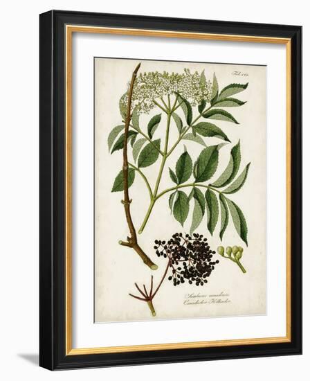 Antique Greenery V-Unknown-Framed Art Print