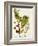 Antique Greenery VI-Unknown-Framed Art Print