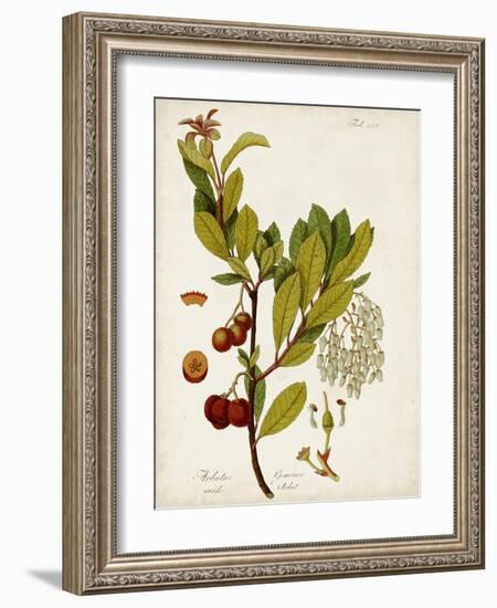 Antique Greenery VI-Unknown-Framed Art Print