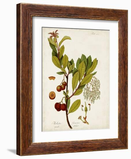 Antique Greenery VI-Unknown-Framed Art Print