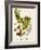 Antique Greenery VI-Unknown-Framed Art Print