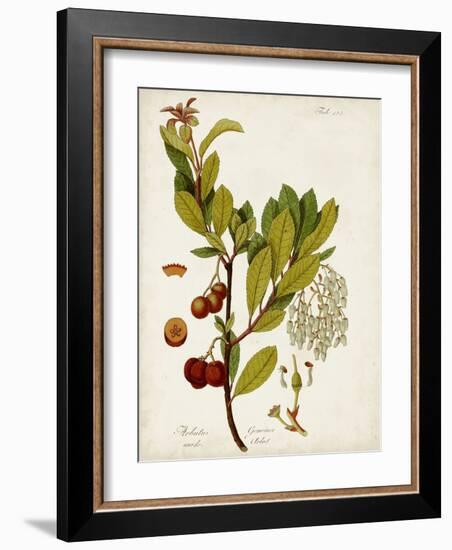 Antique Greenery VI-Unknown-Framed Art Print