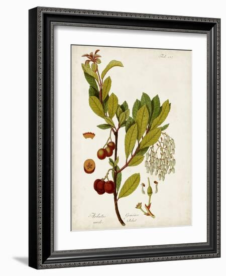 Antique Greenery VI-Unknown-Framed Art Print