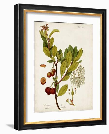 Antique Greenery VI-Unknown-Framed Art Print