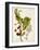 Antique Greenery VI-Unknown-Framed Art Print