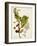 Antique Greenery VI-Unknown-Framed Art Print