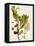 Antique Greenery VI-Unknown-Framed Stretched Canvas