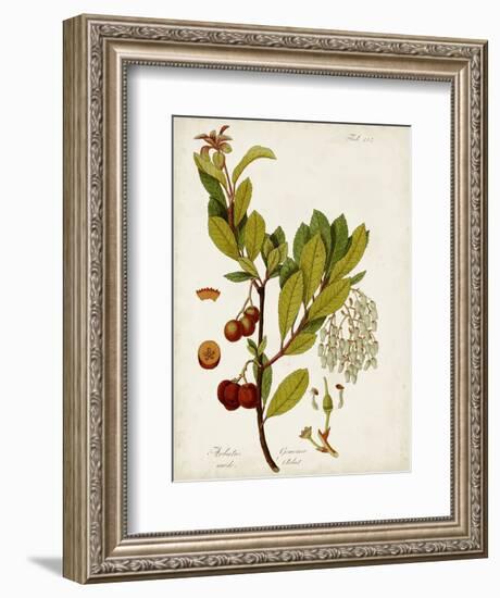 Antique Greenery VI-Unknown-Framed Premium Giclee Print