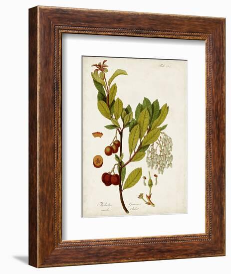 Antique Greenery VI-Unknown-Framed Premium Giclee Print