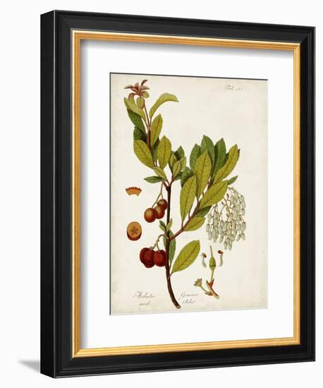 Antique Greenery VI-Unknown-Framed Premium Giclee Print