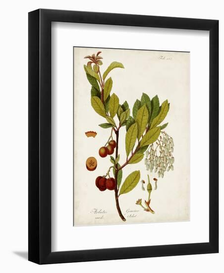 Antique Greenery VI-Unknown-Framed Premium Giclee Print