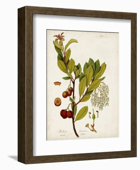 Antique Greenery VI-Unknown-Framed Premium Giclee Print