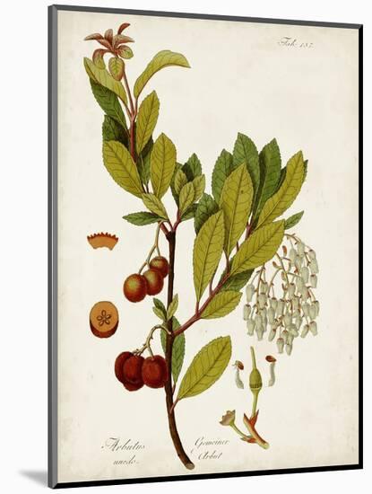 Antique Greenery VI-Unknown-Mounted Art Print