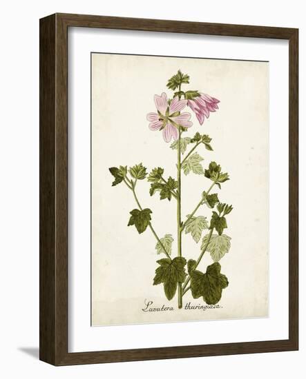 Antique Herb Botanical V-Unknown-Framed Art Print