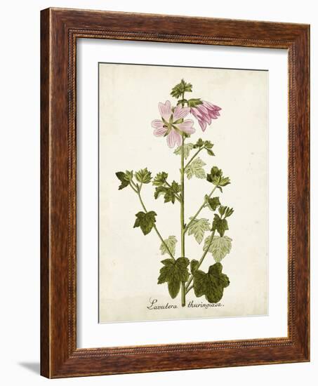 Antique Herb Botanical V-Unknown-Framed Art Print