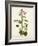 Antique Herb Botanical V-Unknown-Framed Art Print