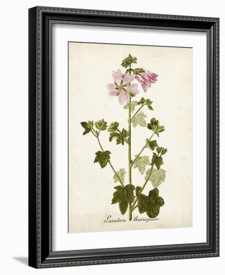 Antique Herb Botanical V-Unknown-Framed Art Print