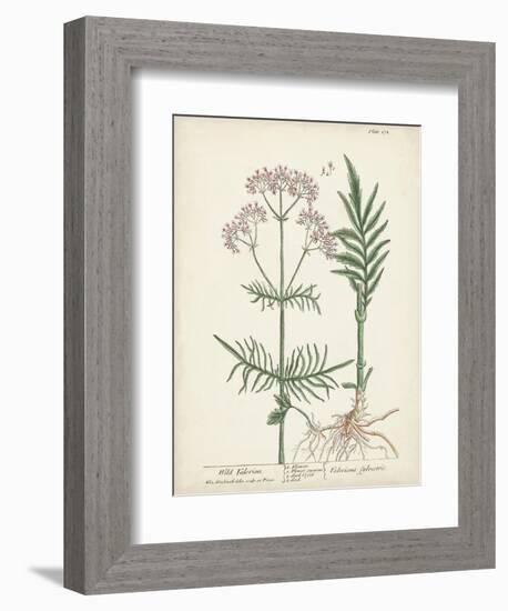 Antique Herbs I-Unknown-Framed Art Print