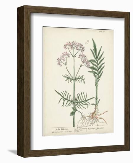 Antique Herbs I-Unknown-Framed Art Print