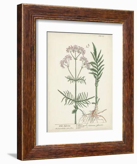 Antique Herbs I-Unknown-Framed Art Print