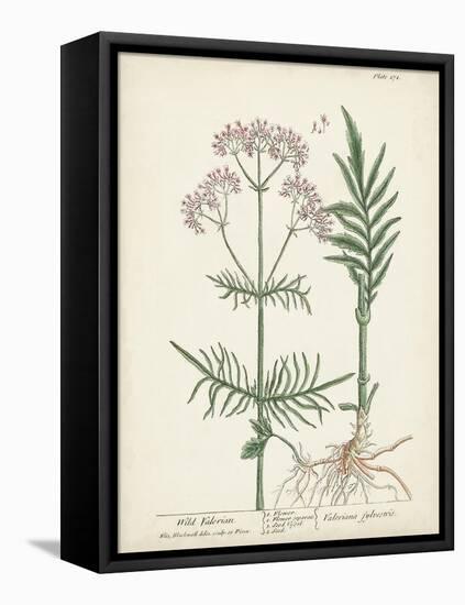 Antique Herbs I-Unknown-Framed Stretched Canvas