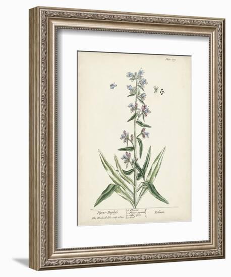 Antique Herbs II-Unknown-Framed Art Print