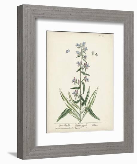 Antique Herbs II-Unknown-Framed Art Print