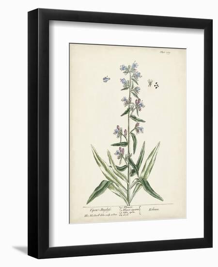 Antique Herbs II-Unknown-Framed Art Print