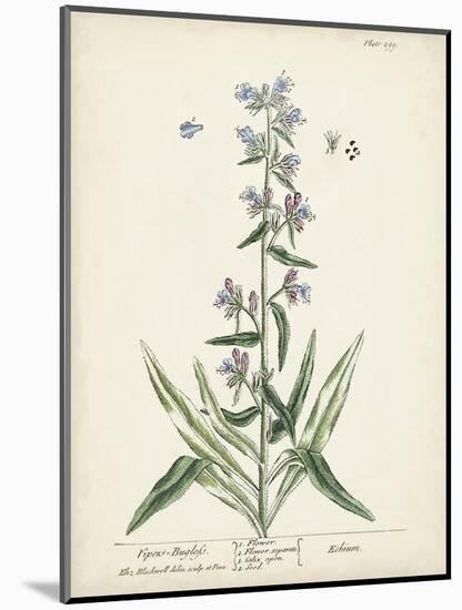 Antique Herbs II-Unknown-Mounted Art Print