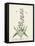 Antique Herbs II-Unknown-Framed Stretched Canvas