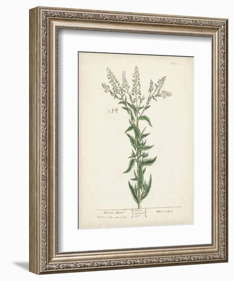 Antique Herbs IV-Unknown-Framed Art Print