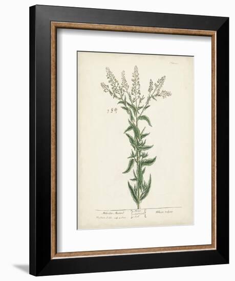 Antique Herbs IV-Unknown-Framed Art Print