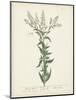 Antique Herbs IV-Unknown-Mounted Art Print