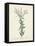 Antique Herbs IV-Unknown-Framed Stretched Canvas