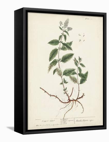 Antique Herbs VII-Unknown-Framed Stretched Canvas