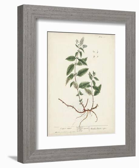 Antique Herbs VII-Unknown-Framed Art Print