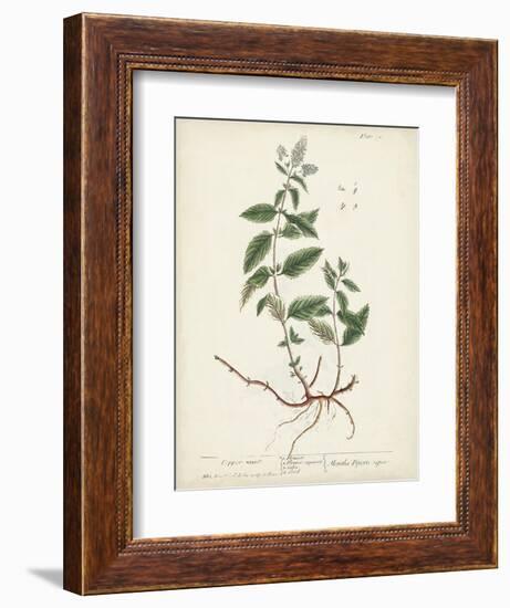 Antique Herbs VII-Unknown-Framed Art Print