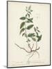 Antique Herbs VII-Unknown-Mounted Art Print