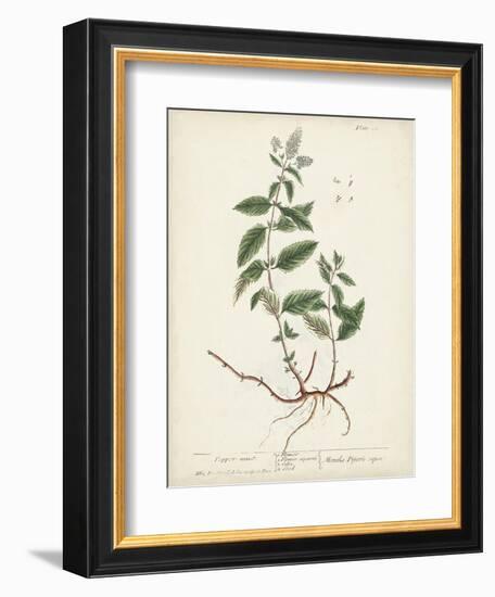 Antique Herbs VII-Unknown-Framed Art Print