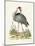 Antique Heron & Cranes I-George Edwards-Mounted Art Print