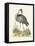 Antique Heron & Cranes I-George Edwards-Framed Stretched Canvas