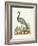 Antique Heron & Cranes II-George Edwards-Framed Art Print