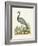 Antique Heron & Cranes II-George Edwards-Framed Art Print