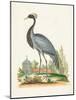 Antique Heron & Cranes II-George Edwards-Mounted Art Print