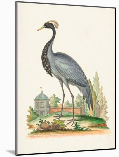 Antique Heron & Cranes II-George Edwards-Mounted Art Print